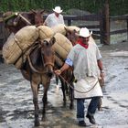 CAMPESINOS DEL EJE CAFETERO