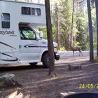 Campground Waterton-Glacier NP