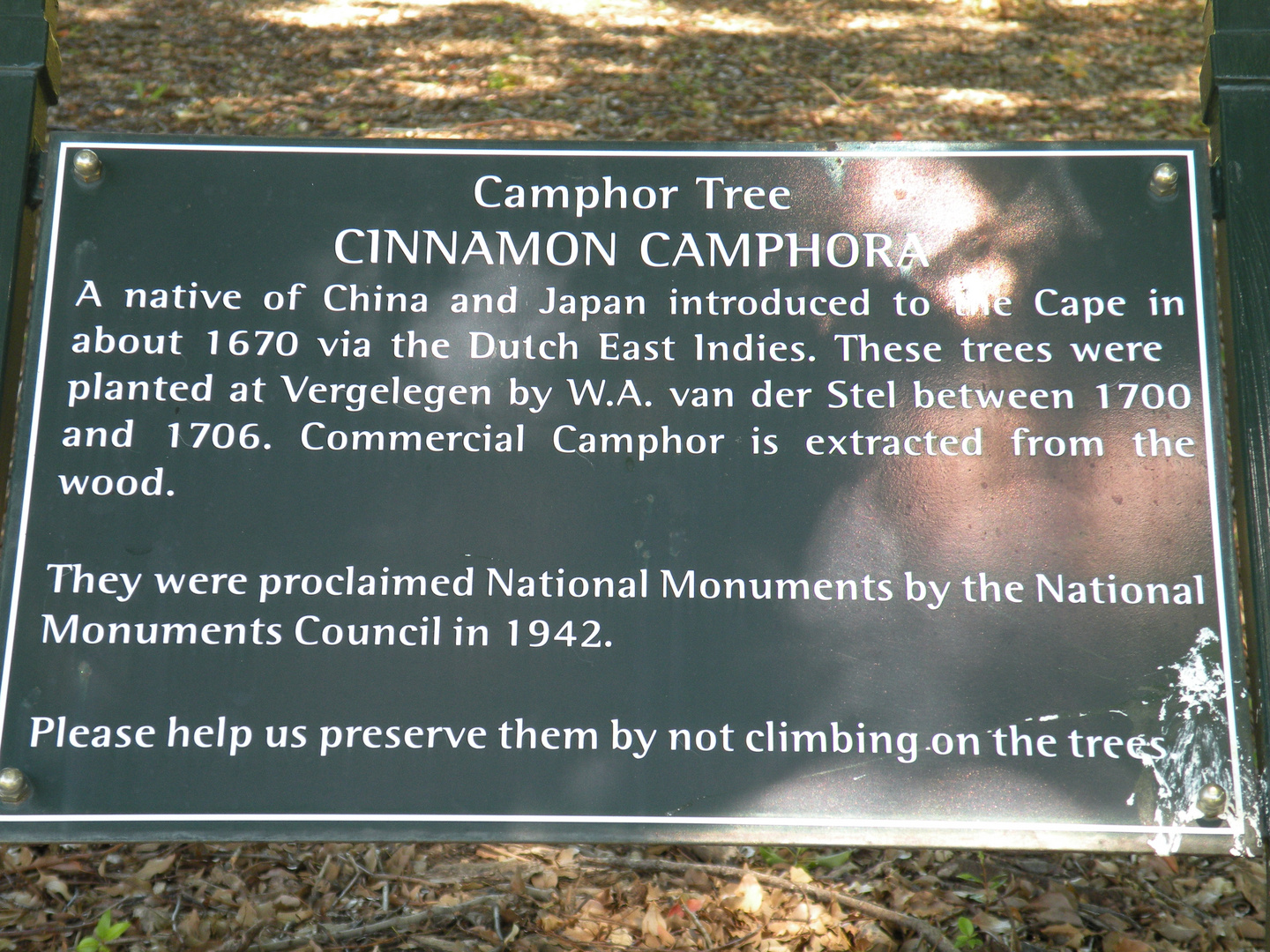 Camphor Tree