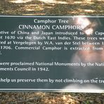 Camphor Tree