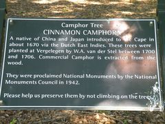 Camphor Tree