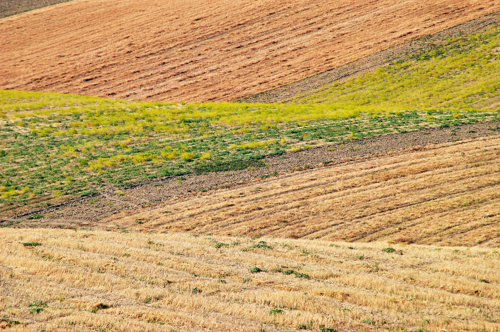 Campi colorati