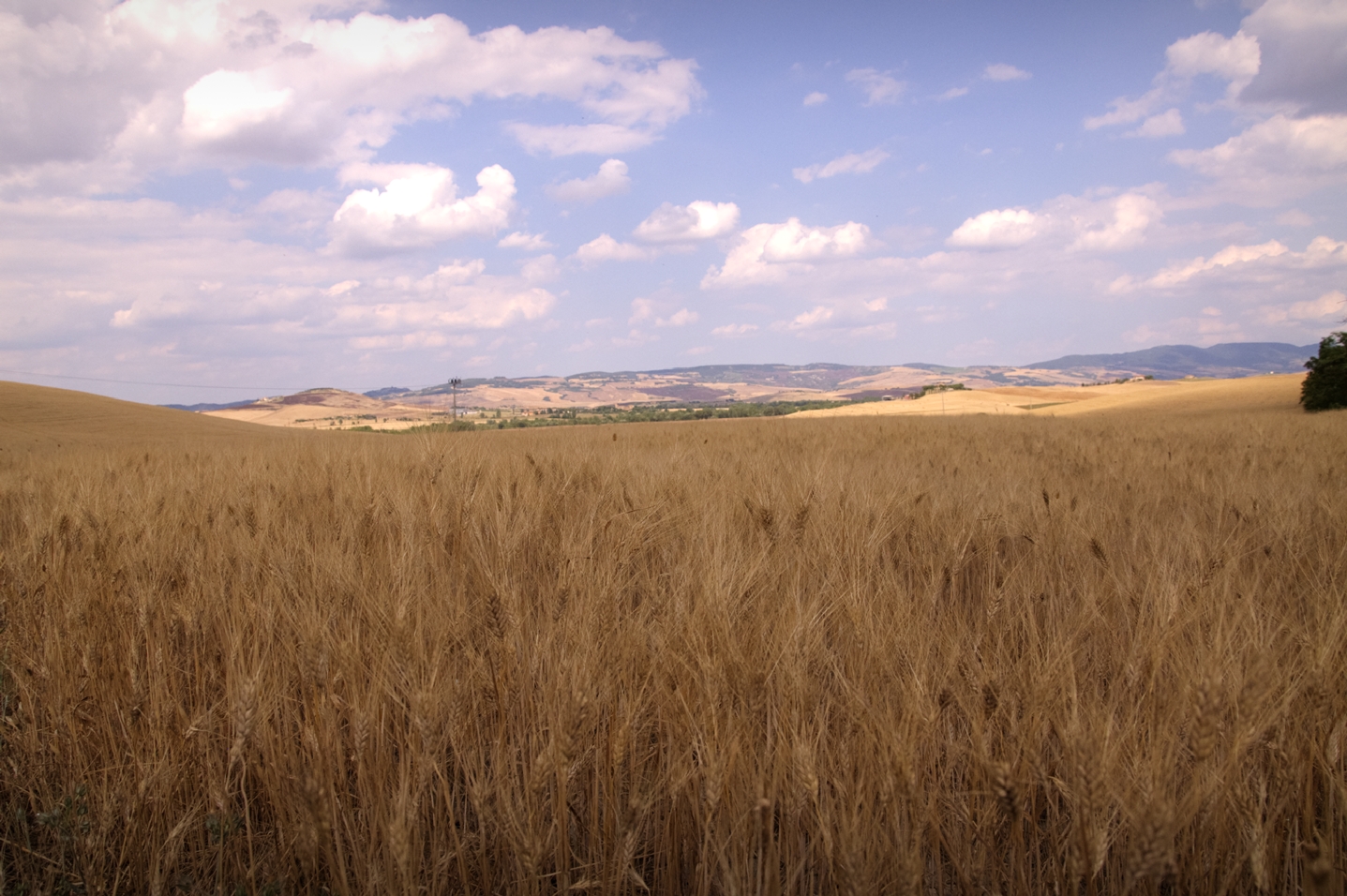 Campi di Grano