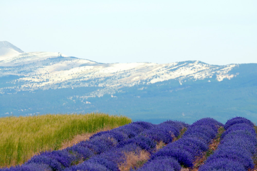 campi di grano e lavanda