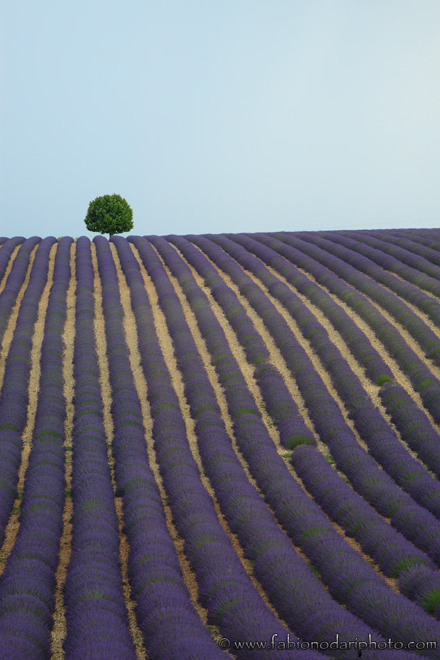 Campi di lavanda