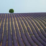 Campi di lavanda