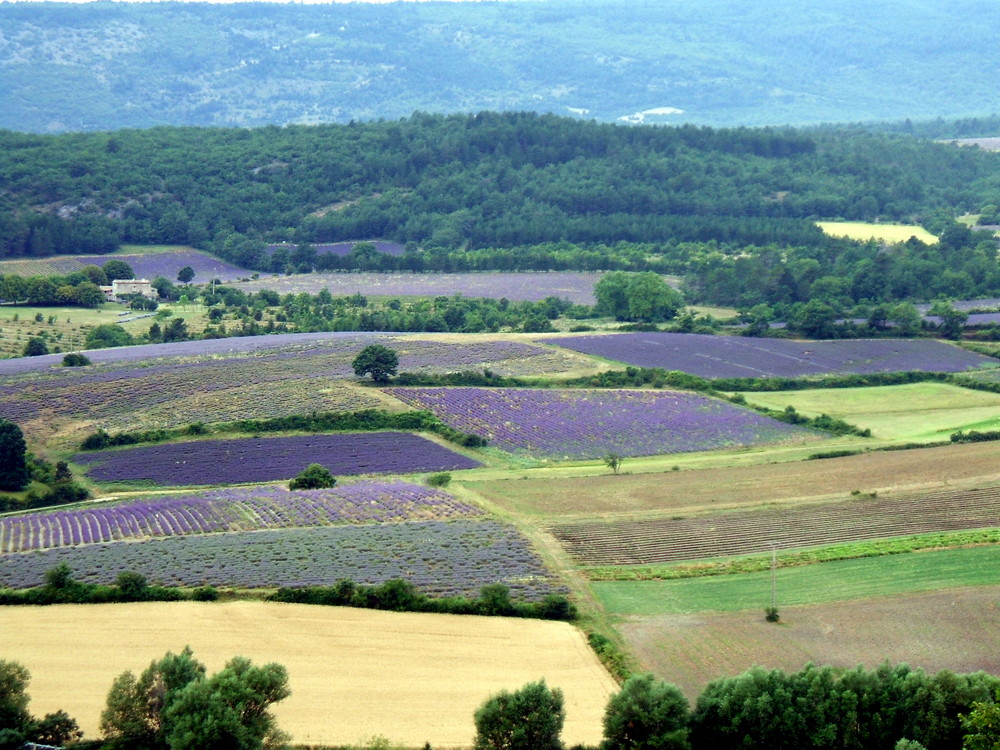 Campi di lavanda in Provenza