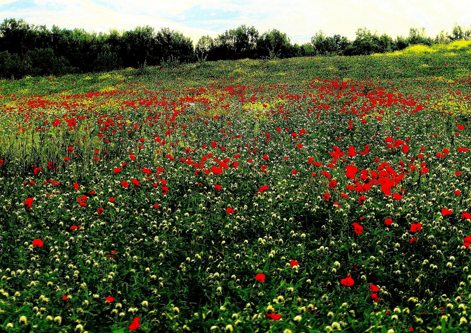 campi in primavera