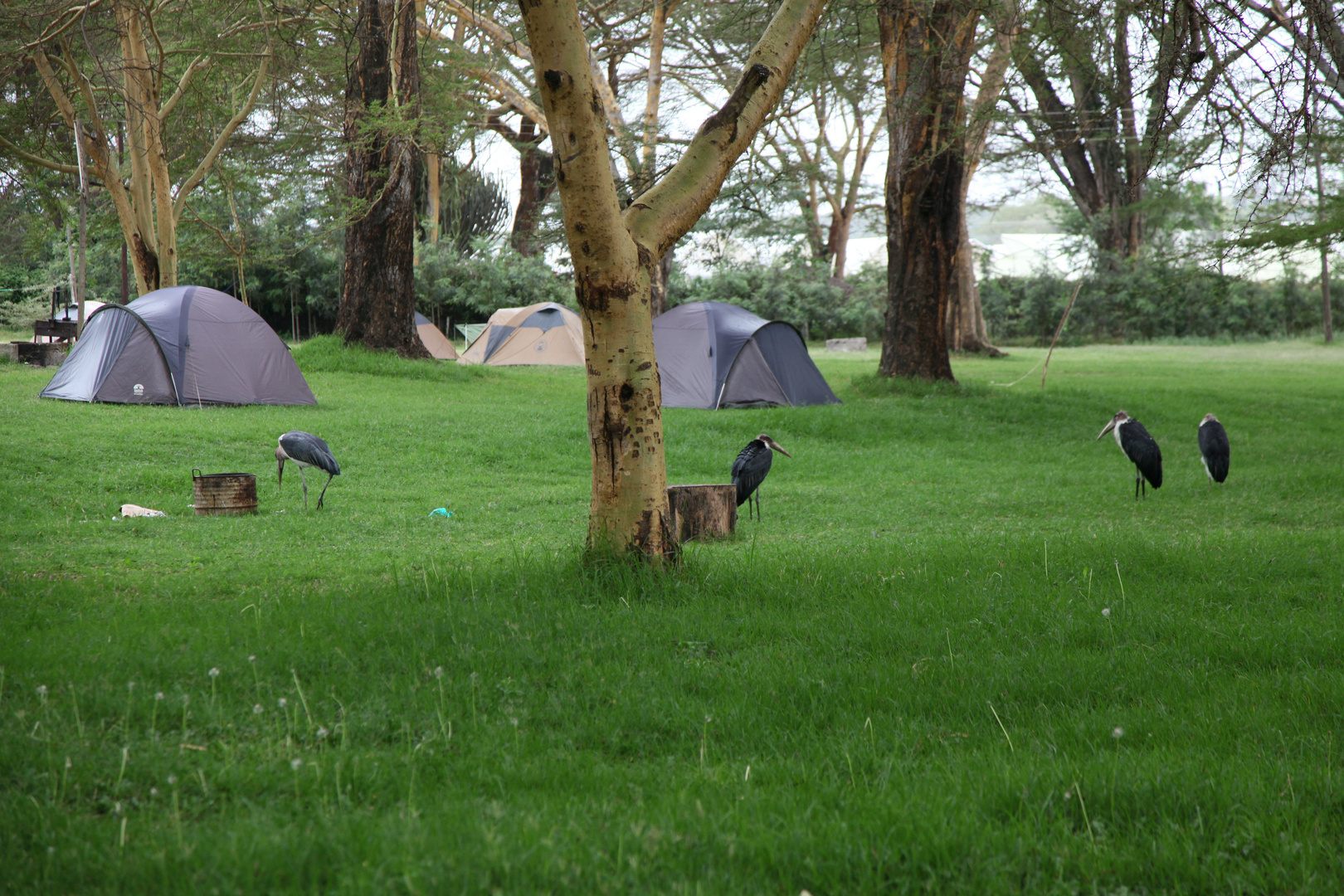 Camping am Lake Naivasha