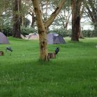 Camping am Lake Naivasha