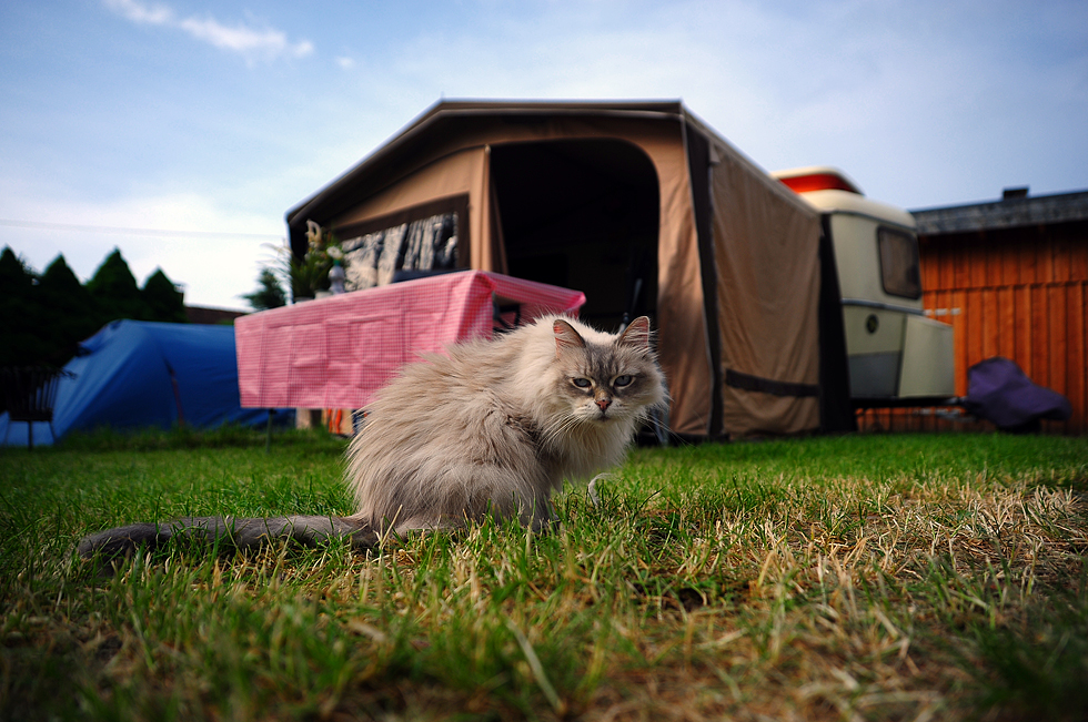 Camping-Katze