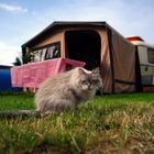 Camping-Katze