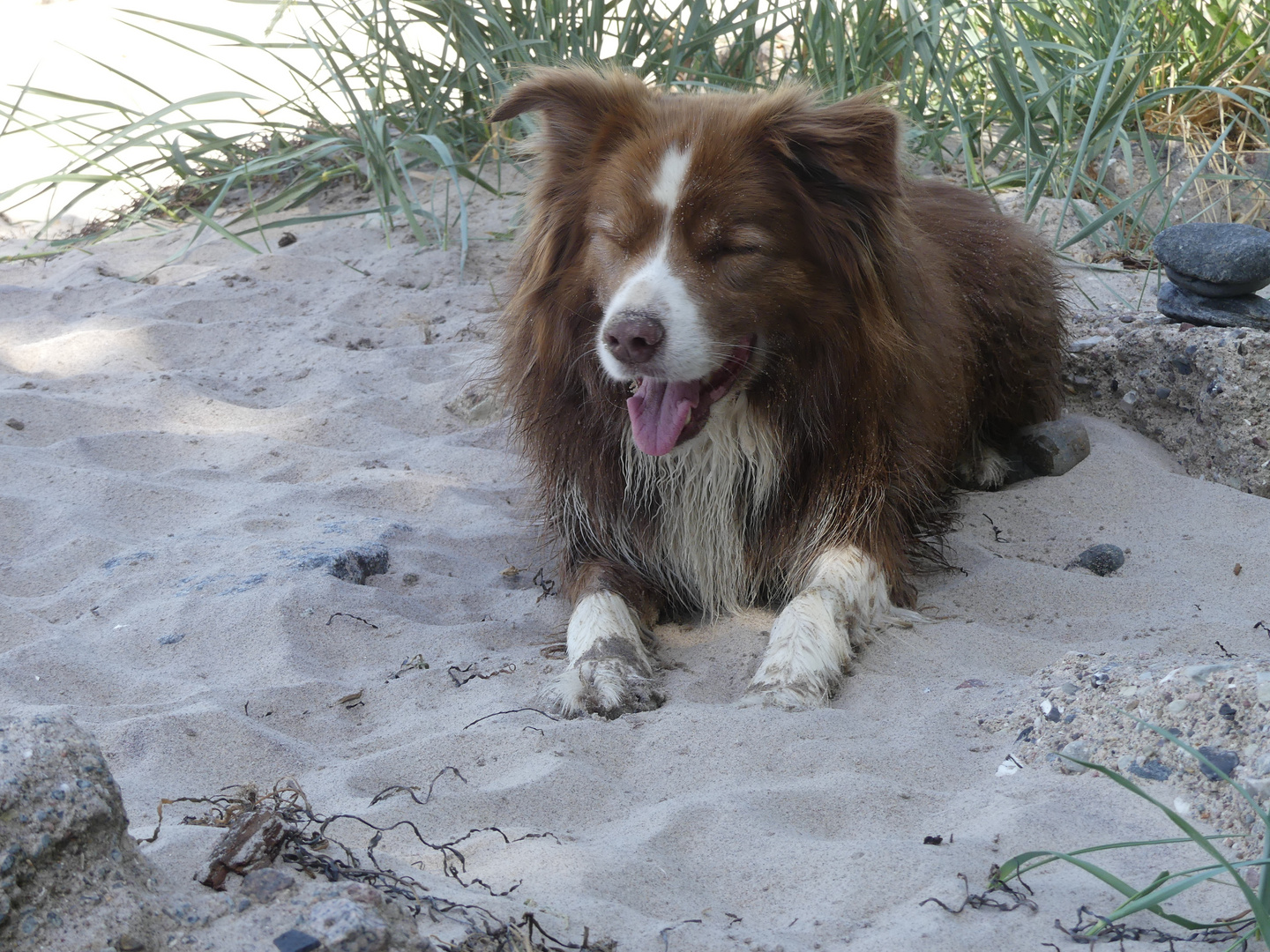 Campino am Meer