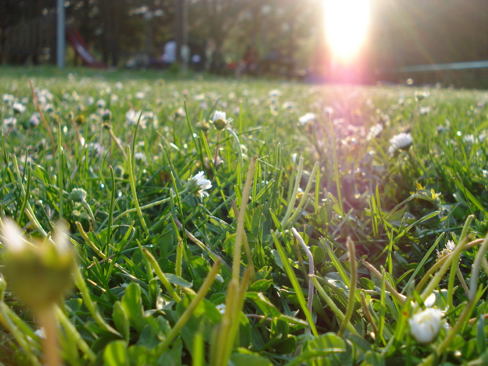 campino di primavera