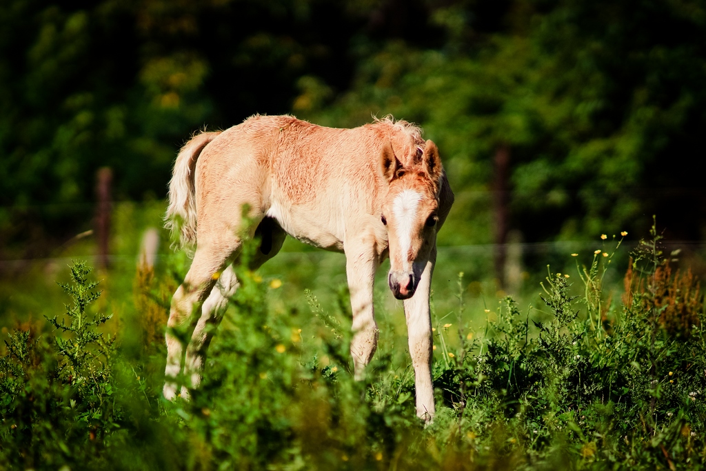 Campino Reitpony