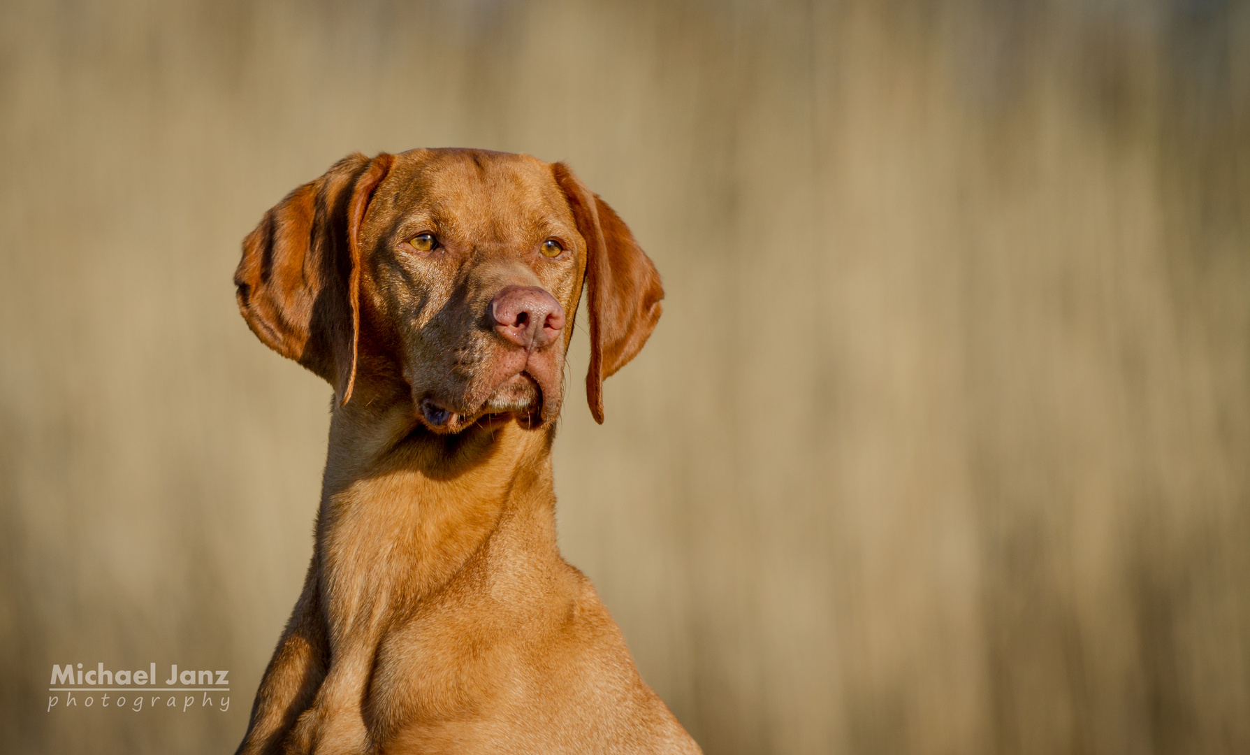 Campino the Magyar Vizsla