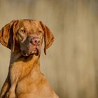 Campino the Magyar Vizsla