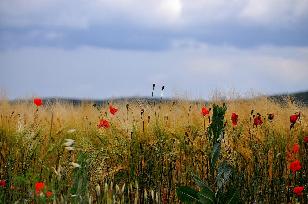 Campo