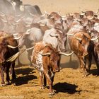 Campo Abierto Einzug der Kühe