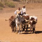 Campo Abierto Einzug der Ochsen