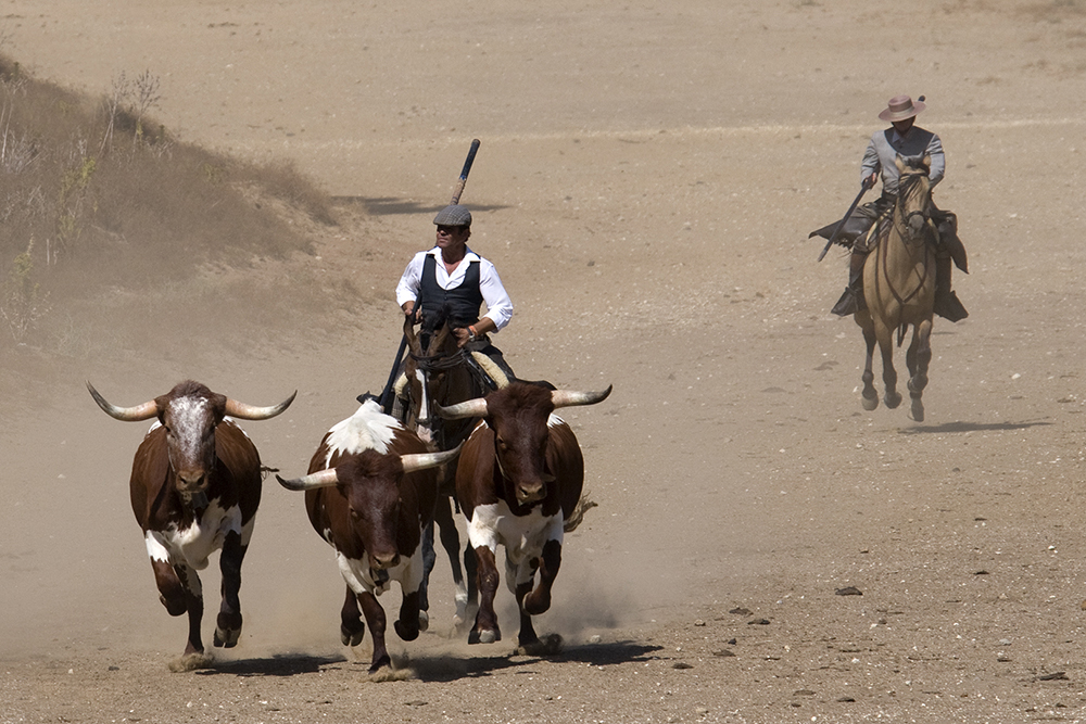 Campo Abierto