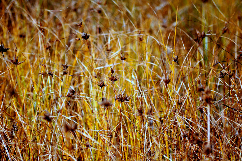 Campo amarillo con gramíneas