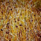 Campo amarillo con gramíneas