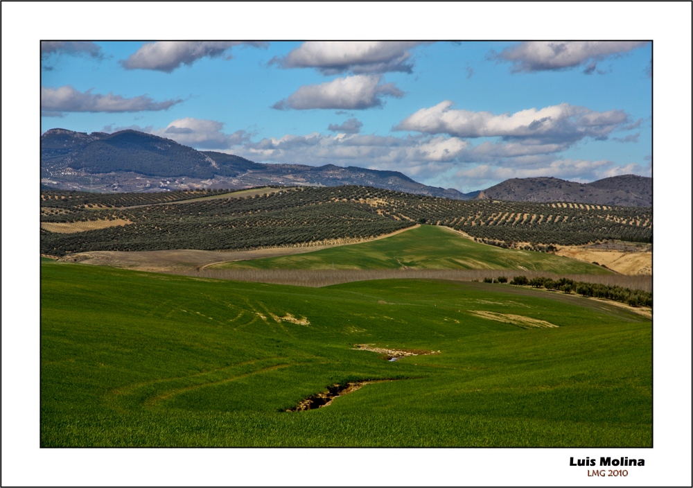 Campo Andaluz