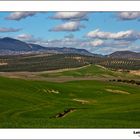 Campo Andaluz