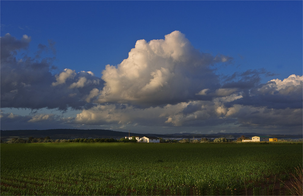 CAMPO ANDALUZ