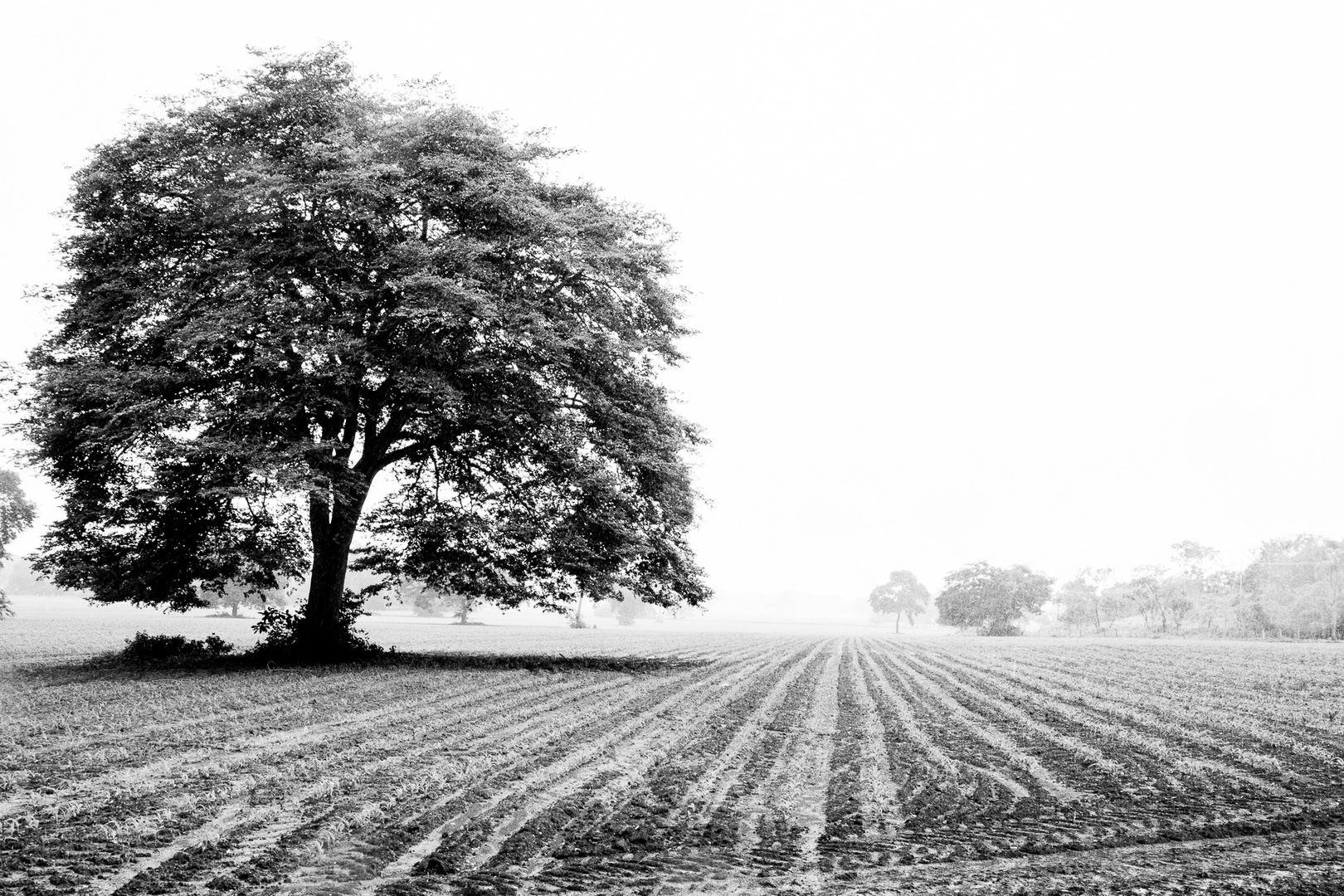 campo arado