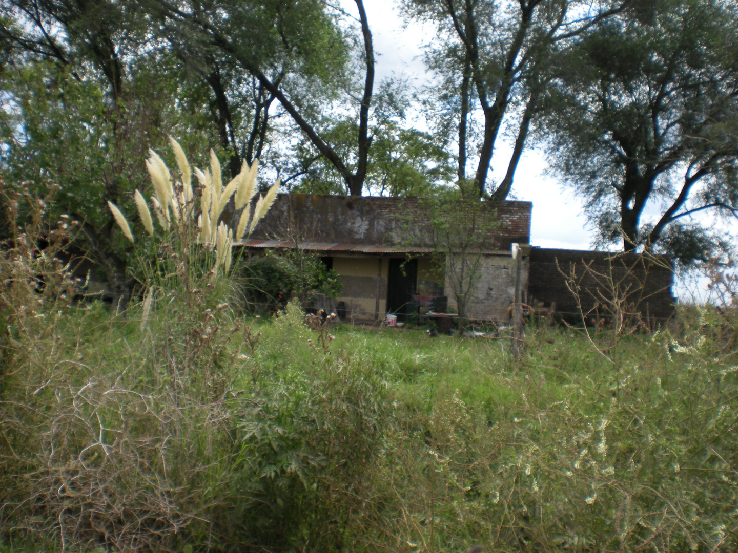 Campo argentino