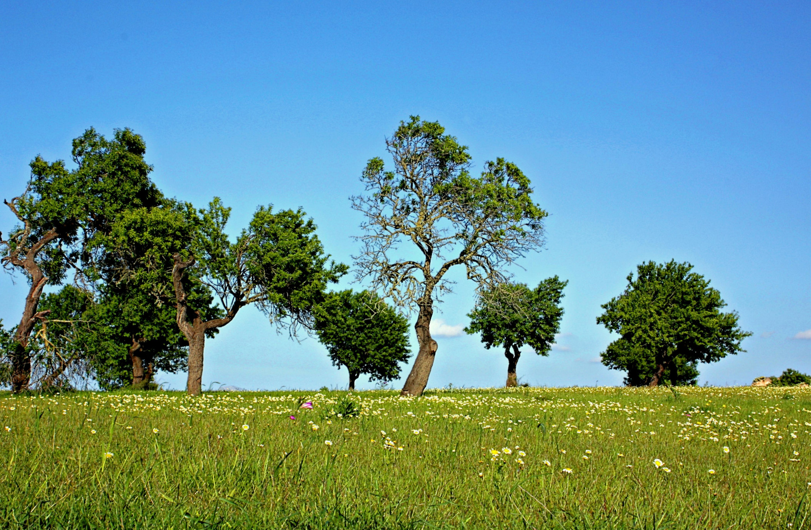 Campo con almendros