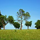 Campo con almendros