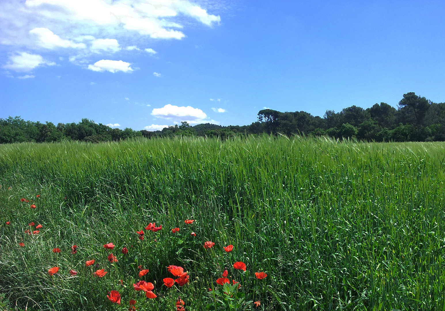 Campo con hierba alta y amapolas