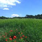 Campo con hierba alta y amapolas