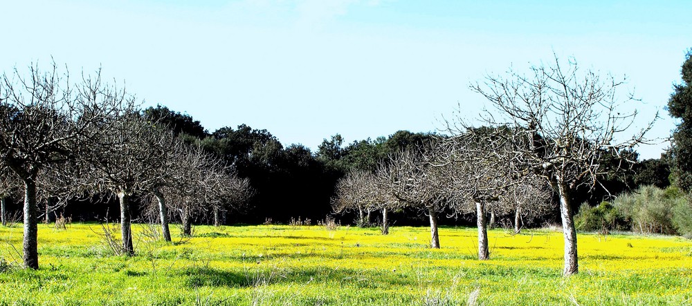 Campo de almendros