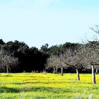 Campo de almendros