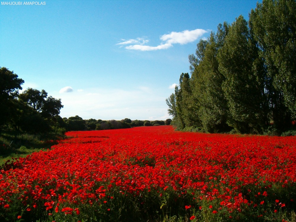 campo de amapolas