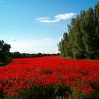 campo de amapolas