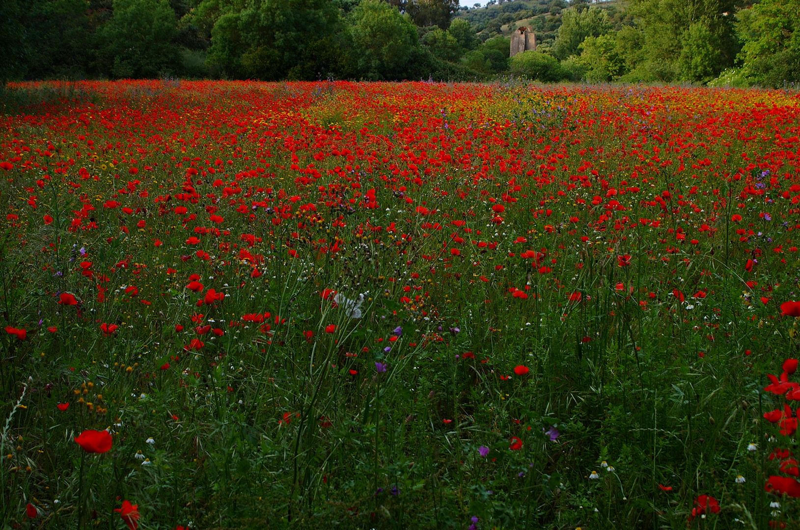 Campo de amapolas