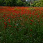 Campo de amapolas