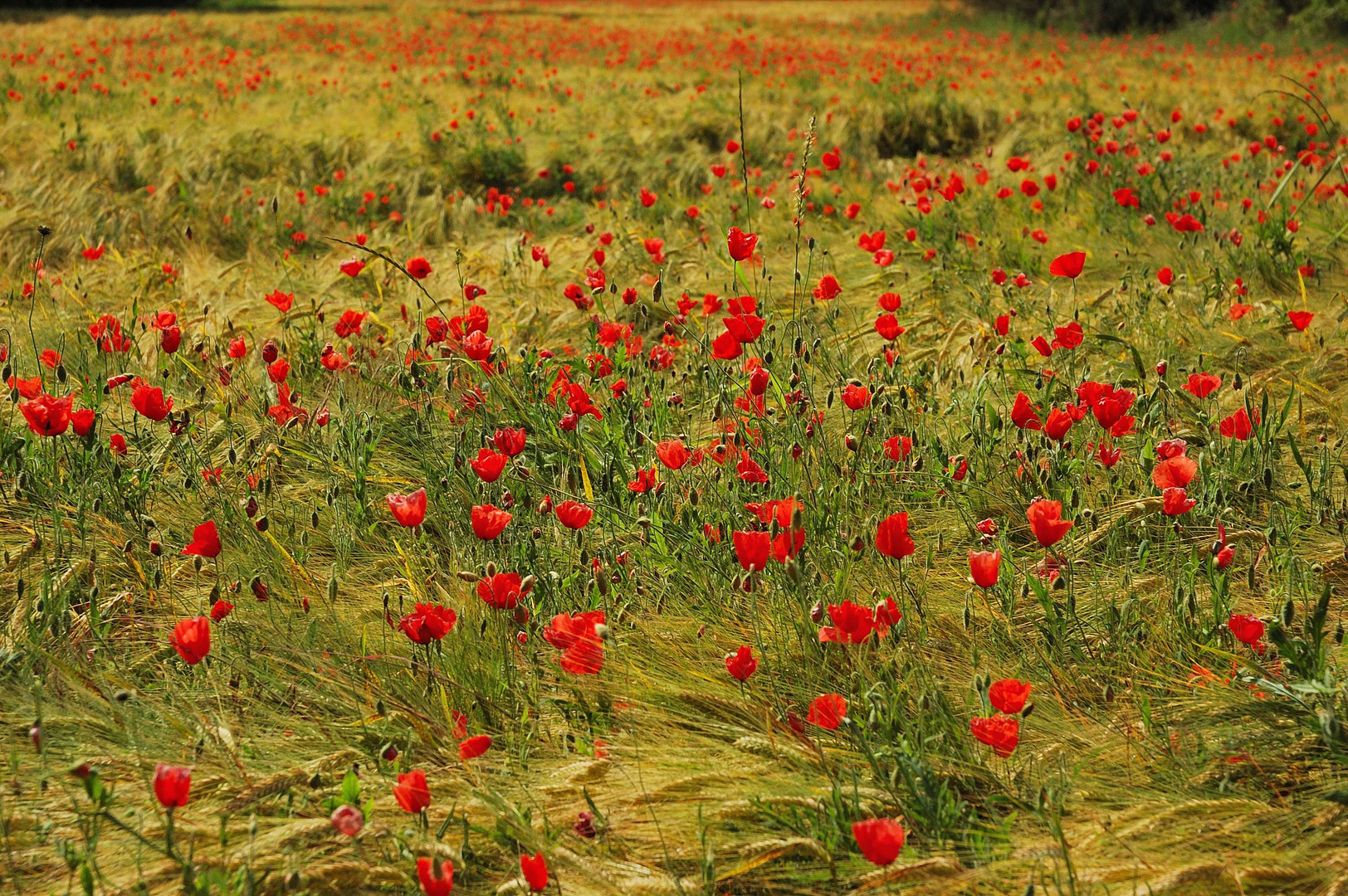 Campo de amapolas