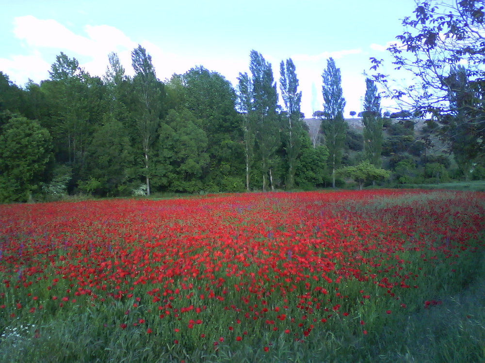 Campo de amapolas