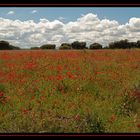 Campo de Amapolas