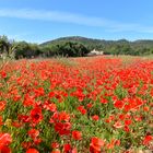 Campo de amapolas