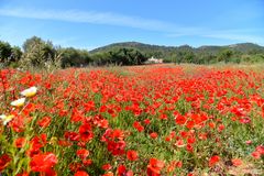 Campo de amapolas