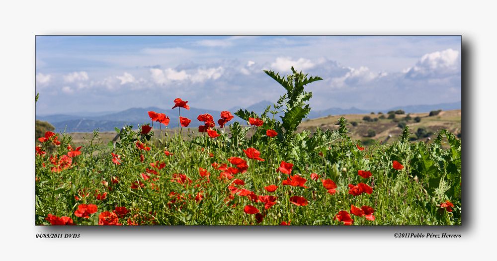 Campo de amapolas