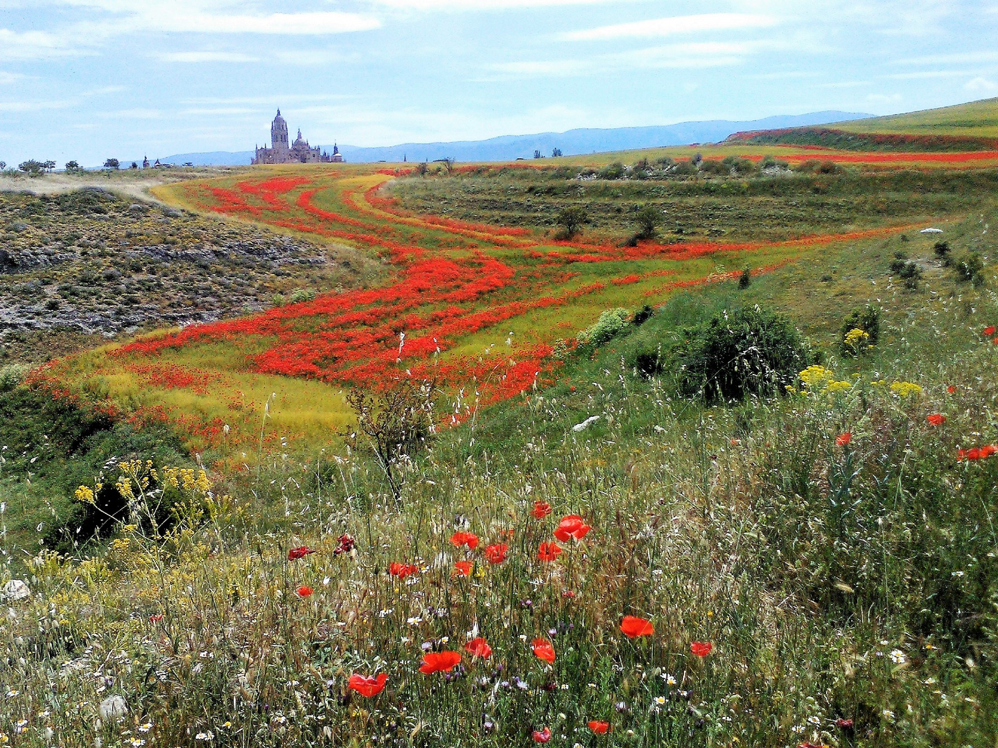 Campo de Amapolas