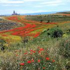 Campo de Amapolas